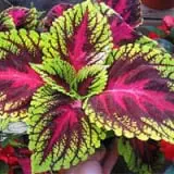 coleus-sugar-defender